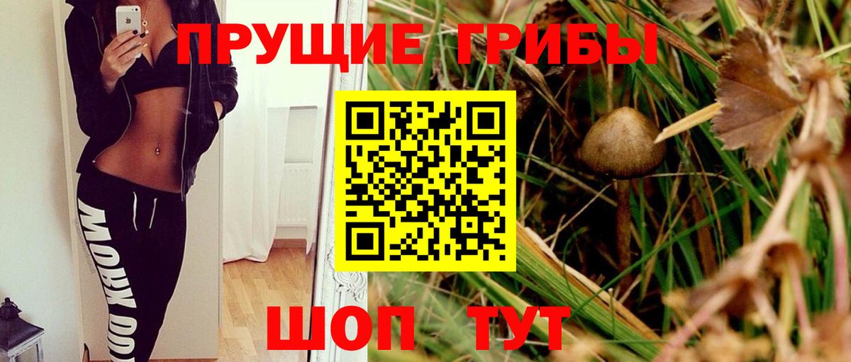 Зима  Псилоцибиновые грибы Psilocybe  Вход с VPN 